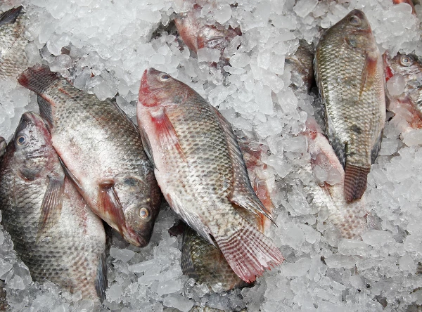 Thailand's Frozen Fish Import Plummets to $139M in July 2023